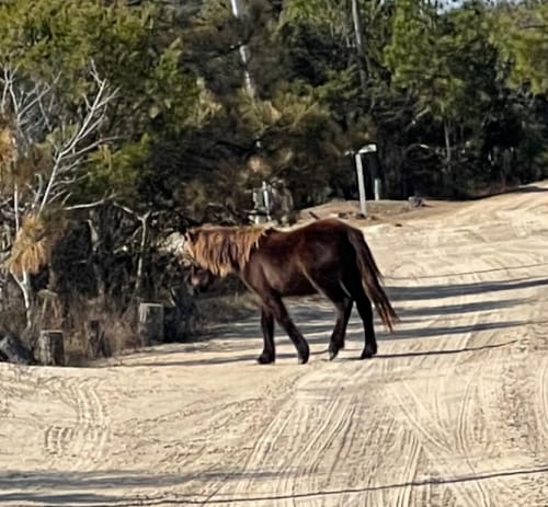 Horse at Corrolla Beach